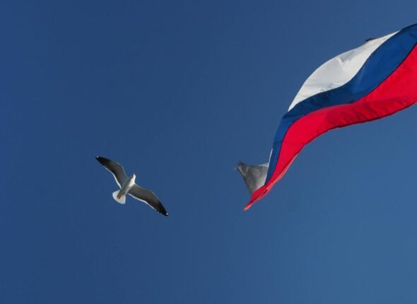 A seagull soars beside a Russian flag against a clear blue sky.